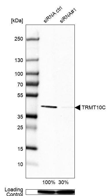 RG9MTD1 Antibody - BSA Free Western Blot: RG9MTD1 Antibody - BSA Free [NBP1-83654]