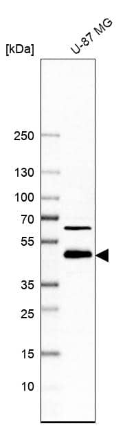 Inositol Monophosphatase 3/IMPAD1 Antibody - BSA Free Western Blot: Inositol Monophosphatase 3/IMPAD1 Antibody - BSA Free [NBP1-83655]
