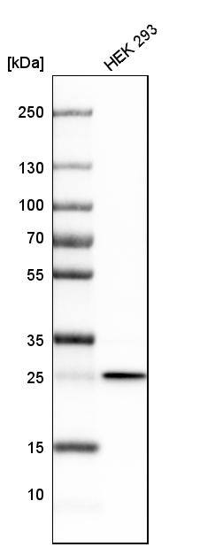 CHCHD3 Antibody - BSA Free Western Blot: CHCHD3 Antibody - BSA Free [NBP1-83656]
