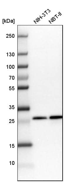 CHCHD3 Antibody - BSA Free Western Blot: CHCHD3 Antibody - BSA Free [NBP1-83656]