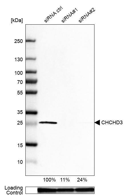 CHCHD3 Antibody - BSA Free Western Blot: CHCHD3 Antibody - BSA Free [NBP1-83656]