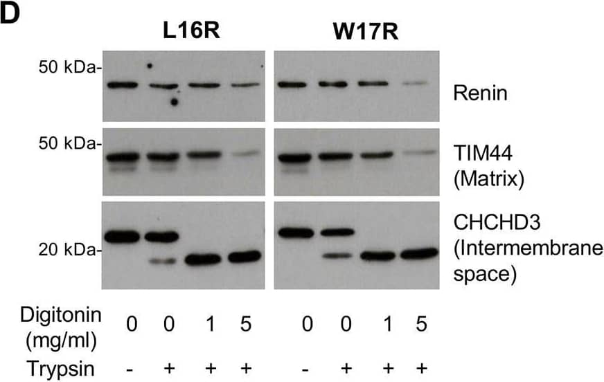 CHCHD3 Antibody - BSA Free