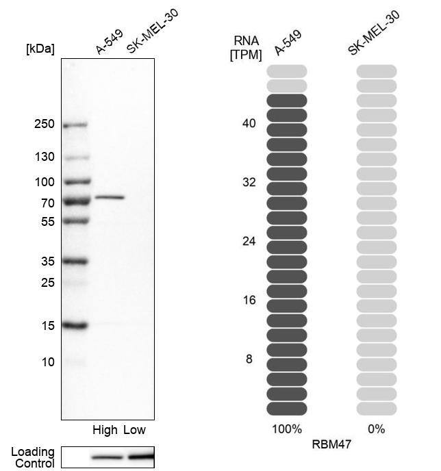 RBM47 Antibody - BSA Free Western Blot: RBM47 Antibody - BSA Free [NBP1-83664]