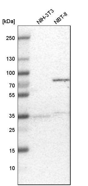 RBM47 Antibody - BSA Free Western Blot: RBM47 Antibody - BSA Free [NBP1-83664]