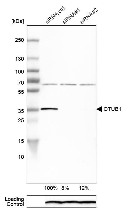 Otubain-1 Antibody - BSA Free Western Blot: Otubain-1 Antibody - BSA Free [NBP1-83670]