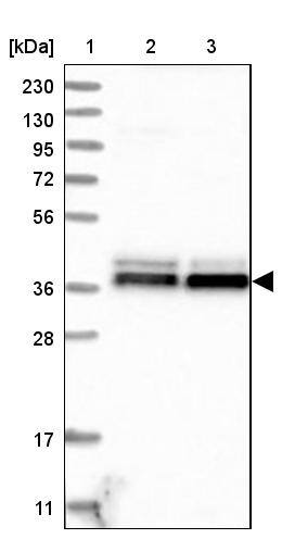 NDE1 Antibody - BSA Free Western Blot: NDE1 Antibody - BSA Free [NBP1-83671]
