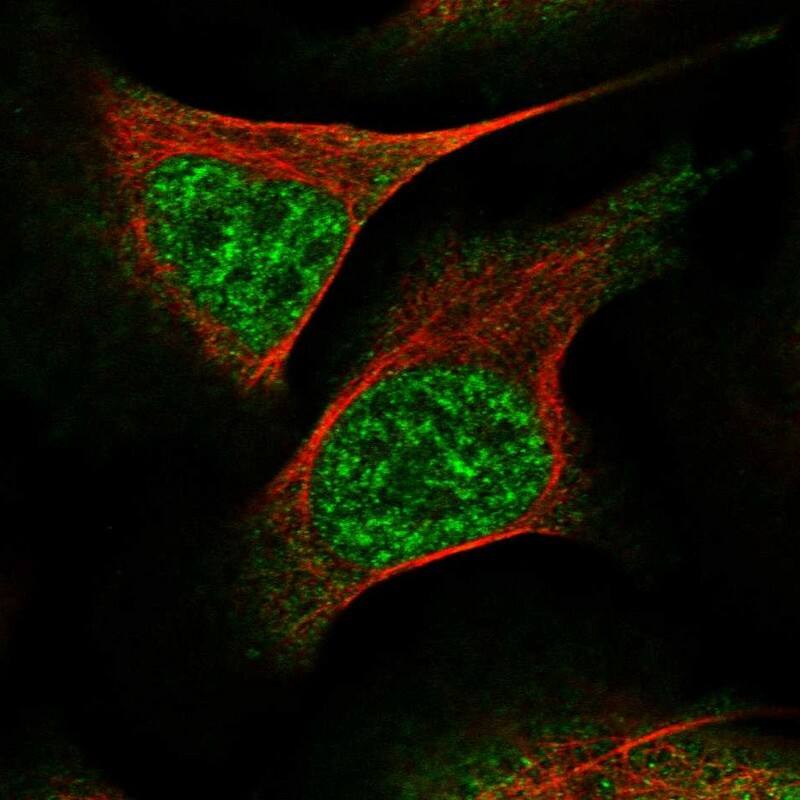 WEE2 Antibody - BSA Free Immunocytochemistry/ Immunofluorescence: WEE2 Antibody [NBP1-83676]