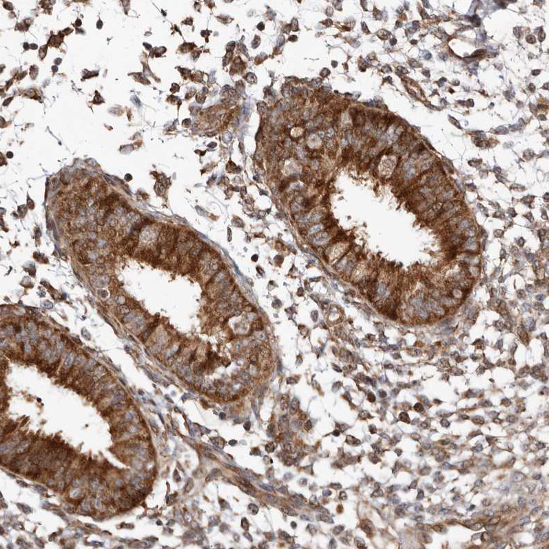 WEE2 Antibody - BSA Free Immunohistochemistry-Paraffin: WEE2 Antibody - BSA Free [NBP1-83676]