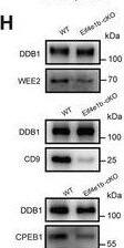 WEE2 Antibody - BSA Free