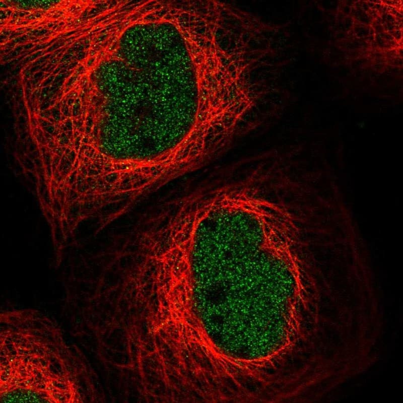MASTL Antibody - BSA Free Immunocytochemistry/ Immunofluorescence: MASTL Antibody [NBP1-83680]