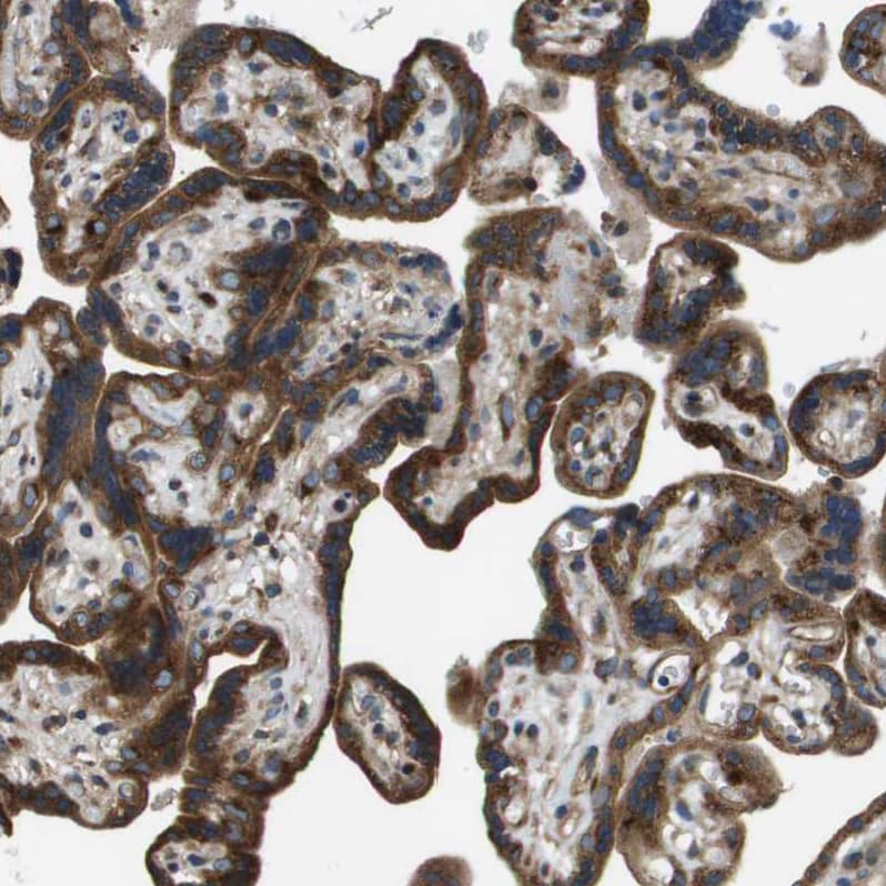 ARFGAP2 Antibody - BSA Free Immunohistochemistry-Paraffin: ARFGAP2 Antibody - BSA Free [NBP1-83687]