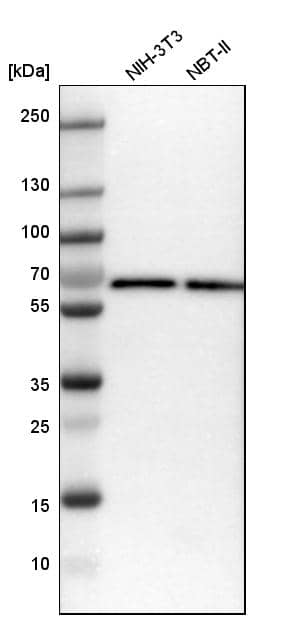 ARFGAP2 Antibody - BSA Free Western Blot: ARFGAP2 Antibody - BSA Free [NBP1-83687]