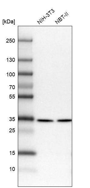 SFXN1 Antibody - BSA Free Western Blot: SFXN1 Antibody - BSA Free [NBP1-83708]