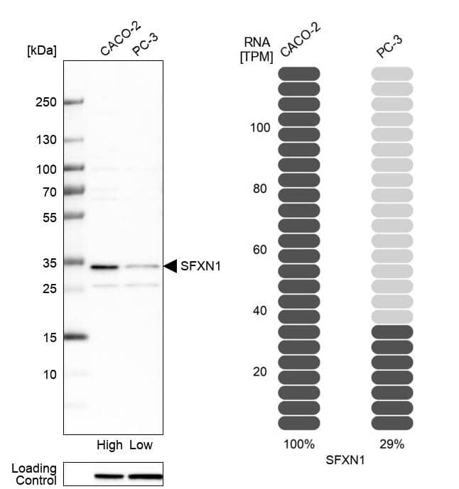 SFXN1 Antibody - BSA Free Western Blot: SFXN1 Antibody - BSA Free [NBP1-83708]
