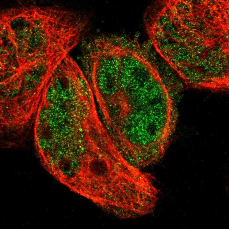 ABHD4 Antibody - BSA Free Immunocytochemistry/ Immunofluorescence: ABHD4 Antibody [NBP1-83711]
