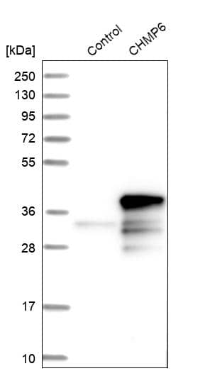 CHMP6 Antibody - BSA Free Western Blot: CHMP6 Antibody - BSA Free [NBP1-83726]