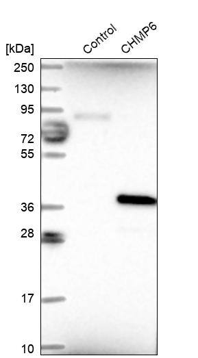 CHMP6 Antibody - BSA Free Western Blot: CHMP6 Antibody - BSA Free [NBP1-83727]