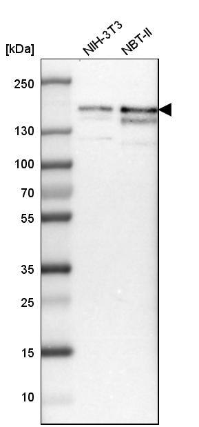 TIF1 gamma Antibody - BSA Free Western Blot: TIF1 gamma Antibody - BSA Free [NBP1-83747]