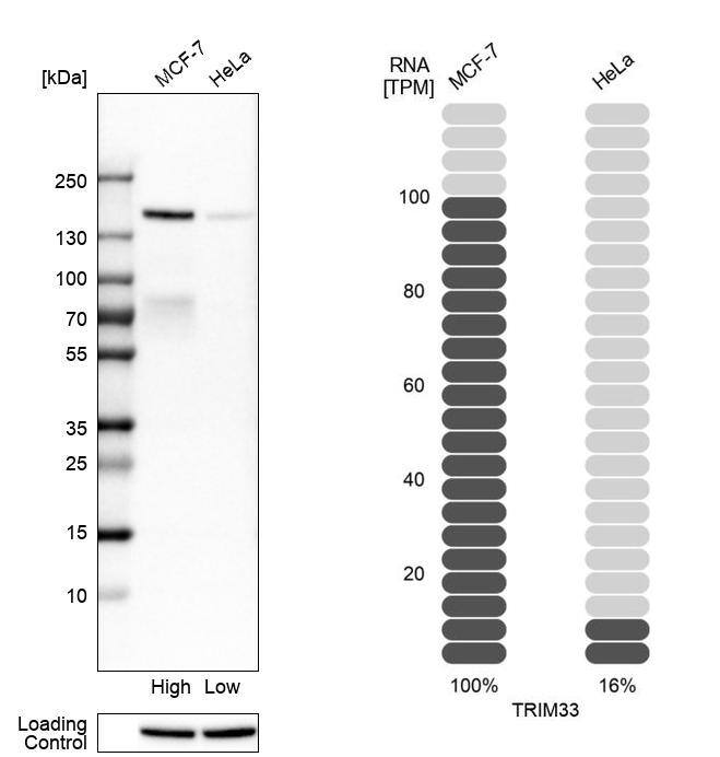 TIF1 gamma Antibody - BSA Free Western Blot: TIF1 gamma Antibody - BSA Free [NBP1-83747]