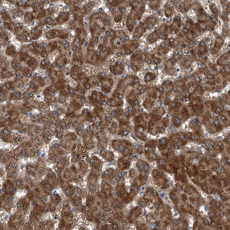 USP48 Antibody - BSA Free Immunohistochemistry-Paraffin: USP48 Antibody - BSA Free [NBP1-83751]