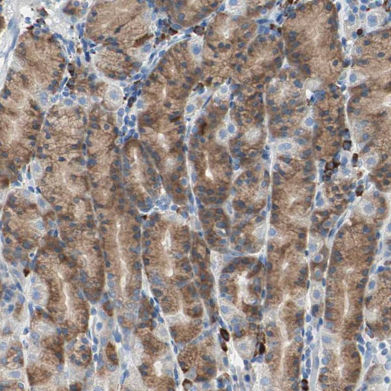 PLCXD1 Antibody - BSA Free Immunohistochemistry-Paraffin: PLCXD1 Antibody - BSA Free [NBP1-83753]
