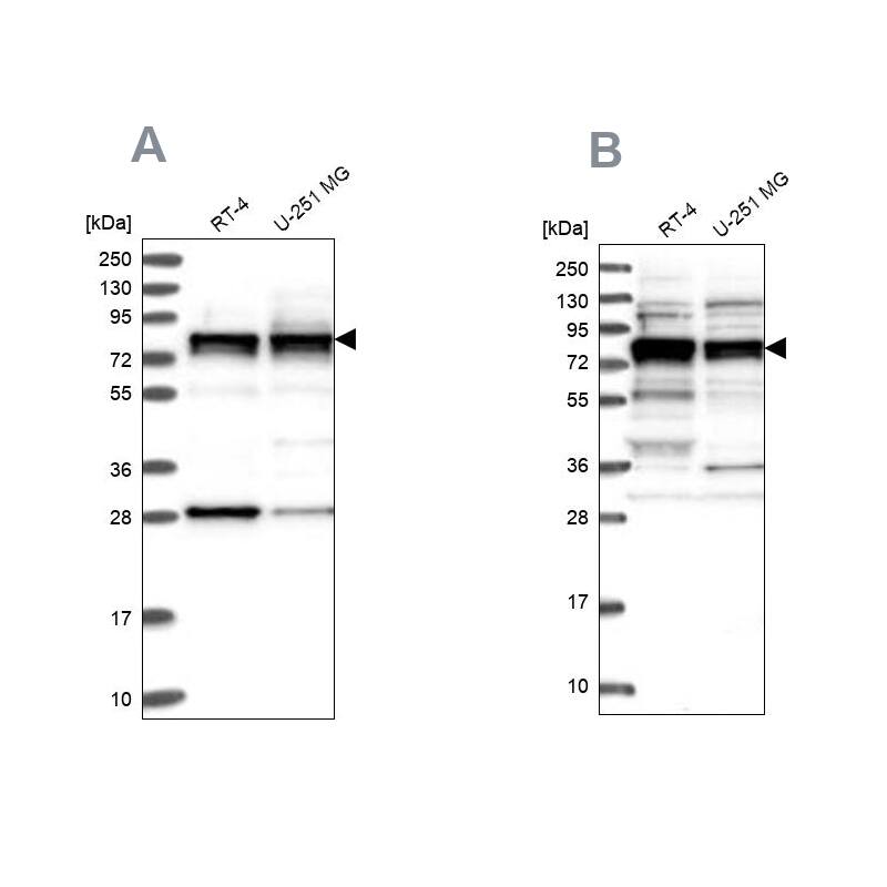 LSG1 Antibody - BSA Free Western Blot: LSG1 Antibody - BSA Free [NBP1-83755]