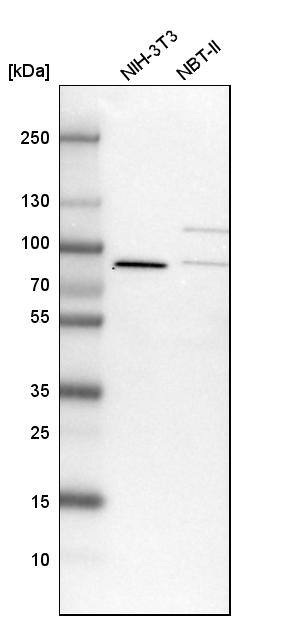 LSG1 Antibody - BSA Free Western Blot: LSG1 Antibody - BSA Free [NBP1-83755]