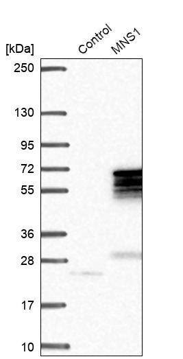 MNS1 Antibody - BSA Free Western Blot: MNS1 Antibody - BSA Free [NBP1-83763]