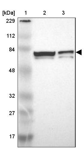 Myelin expression factor 2 Antibody - BSA Free Western Blot: Myelin expression factor 2 Antibody - BSA Free [NBP1-83766]