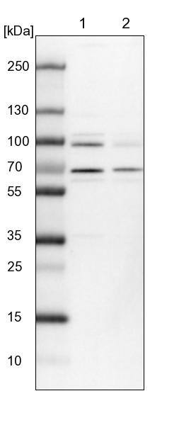 PRPF39 Antibody - BSA Free Western Blot: PRPF39 Antibody - BSA Free [NBP1-83774]