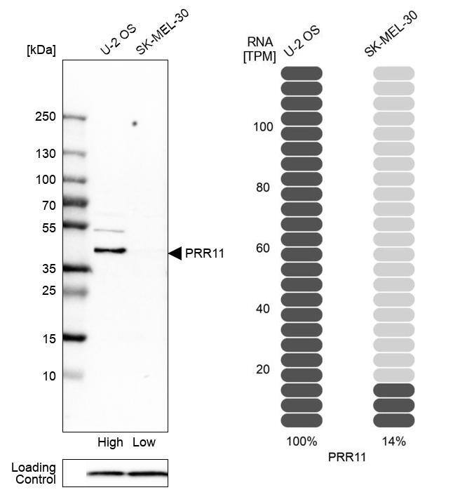 PRR11 Antibody - BSA Free Western Blot: PRR11 Antibody - BSA Free [NBP1-83784]