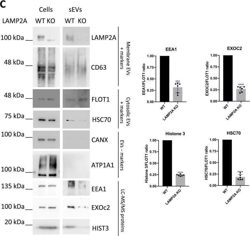 EXOC2 Antibody - BSA Free