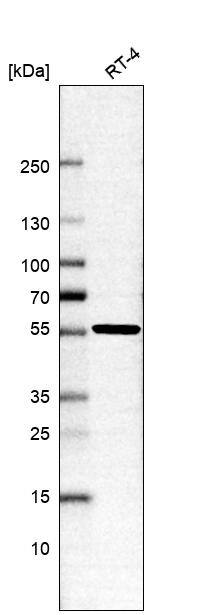 RSRC2 Antibody - BSA Free Western Blot: RSRC2 Antibody - BSA Free [NBP1-83787]