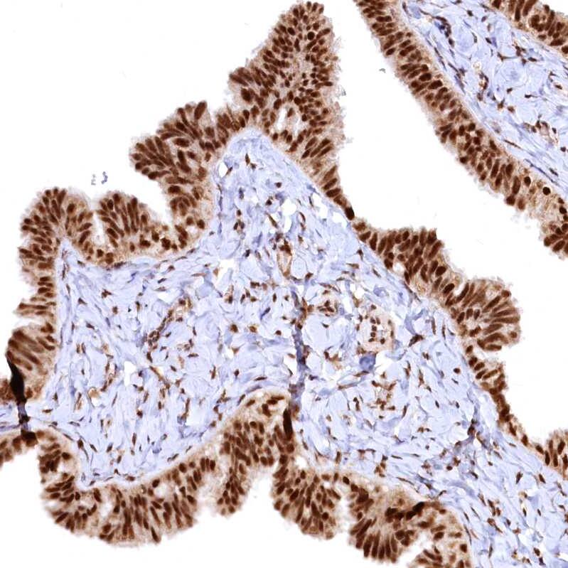 RSRC2 Antibody - BSA Free Immunohistochemistry-Paraffin: RSRC2 Antibody - BSA Free [NBP1-83787]