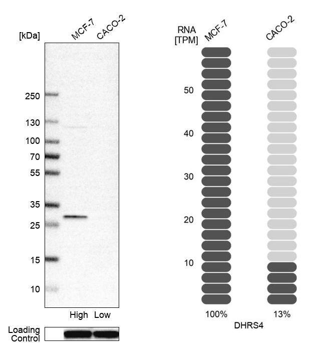 DHRS4 Antibody - BSA Free Western Blot: DHRS4 Antibody - BSA Free [NBP1-83790]