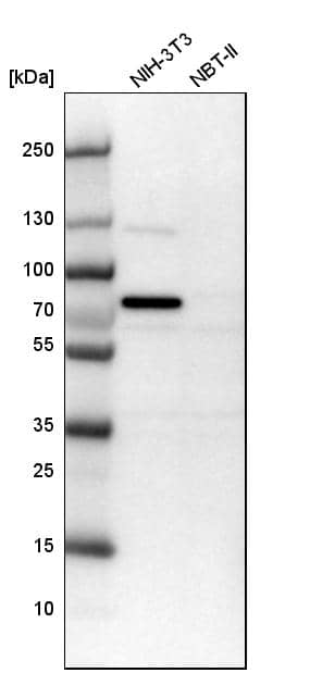 CWF19L1 Antibody - BSA Free Western Blot: CWF19L1 Antibody - BSA Free [NBP1-83793]