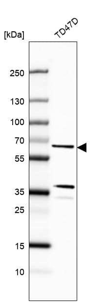 CWF19L1 Antibody - BSA Free Western Blot: CWF19L1 Antibody - BSA Free [NBP1-83793]
