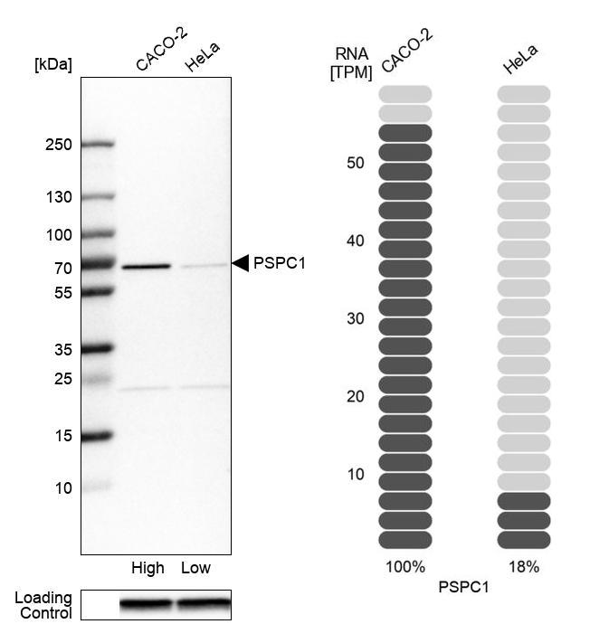 PSPC1 Antibody - BSA Free Western Blot: PSPC1 Antibody - BSA Free [NBP1-83801]