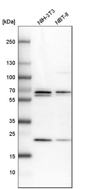 PSPC1 Antibody - BSA Free Western Blot: PSPC1 Antibody - BSA Free [NBP1-83801]