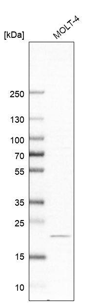 CCDC25 Antibody - BSA Free Western Blot: CCDC25 Antibody - BSA Free [NBP1-83821]