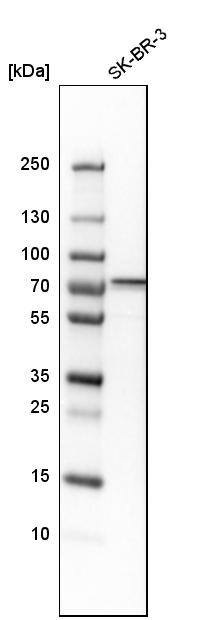 OGFOD1 Antibody - BSA Free Western Blot: OGFOD1 Antibody - BSA Free [NBP1-83826]