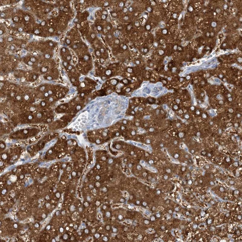 MRPS18A Antibody - BSA Free Immunohistochemistry-Paraffin: MRPS18A Antibody [NBP1-83849]