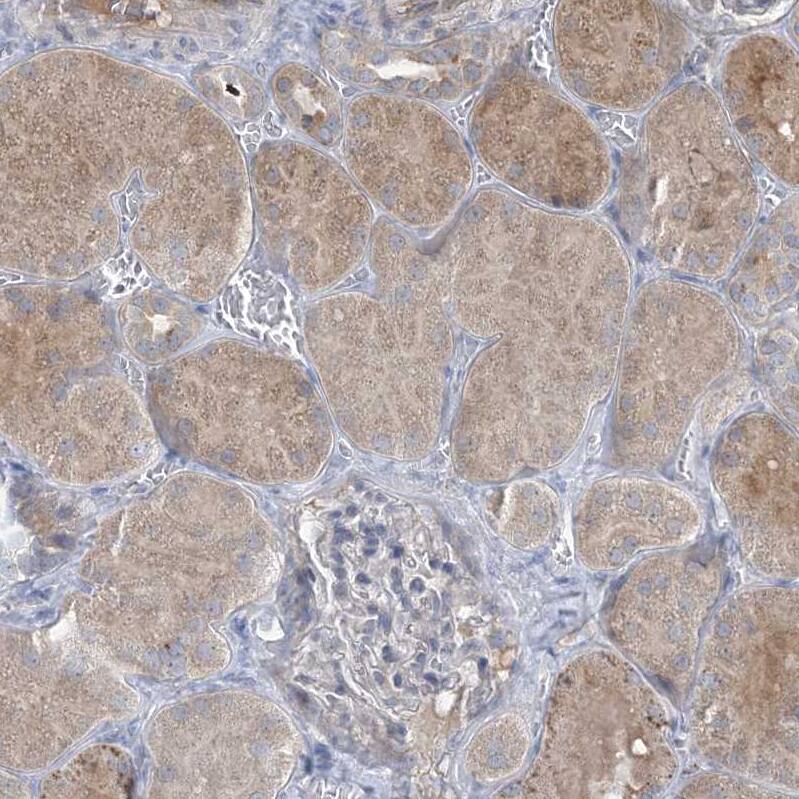 MRPS18A Antibody - BSA Free Immunohistochemistry-Paraffin: MRPS18A Antibody - BSA Free [NBP1-83850]