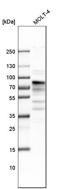 MSL2L1 Antibody - BSA Free Western Blot: MSL2L1 Antibody - BSA Free [NBP1-83853]