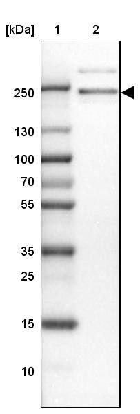 ARHGEF40 Antibody - BSA Free Western Blot: ARHGEF40 Antibody - BSA Free [NBP1-83864]