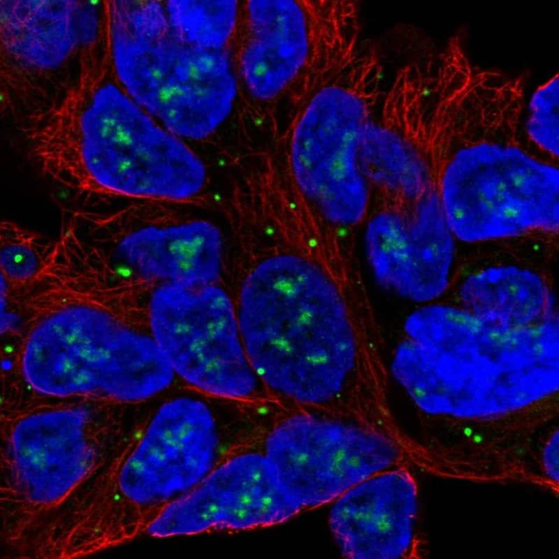 SLC6A15 Antibody - BSA Free Immunocytochemistry/ Immunofluorescence: SLC6A15 Antibody [NBP1-83867]