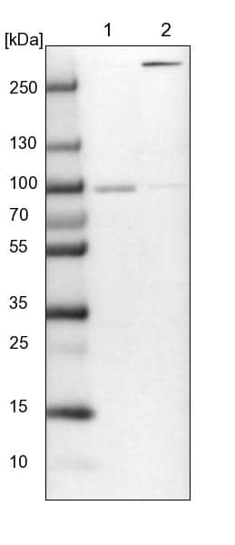 ARHGAP17 Antibody - BSA Free Western Blot: ARHGAP17 Antibody - BSA Free [NBP1-83870]
