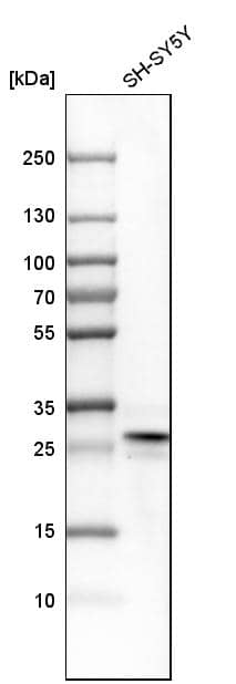 FKBP7 Antibody - BSA Free Western Blot: FKBP7 Antibody - BSA Free [NBP1-83889]