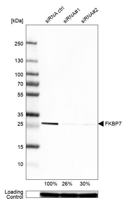 FKBP7 Antibody - BSA Free Western Blot: FKBP7 Antibody - BSA Free [NBP1-83889]