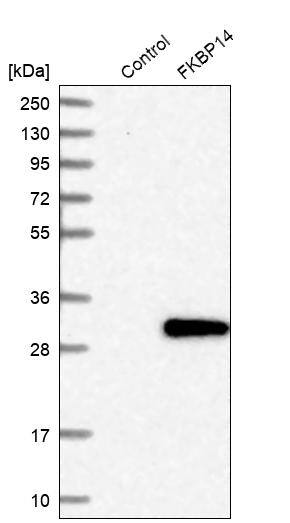 FKBP14 Antibody - BSA Free Western Blot: FKBP14 Antibody - BSA Free [NBP1-83890]